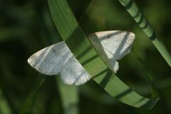 (3) Der Braunstirn-Weißspanner (Cabera exanthemata), Familie Spanner (Geometridae)