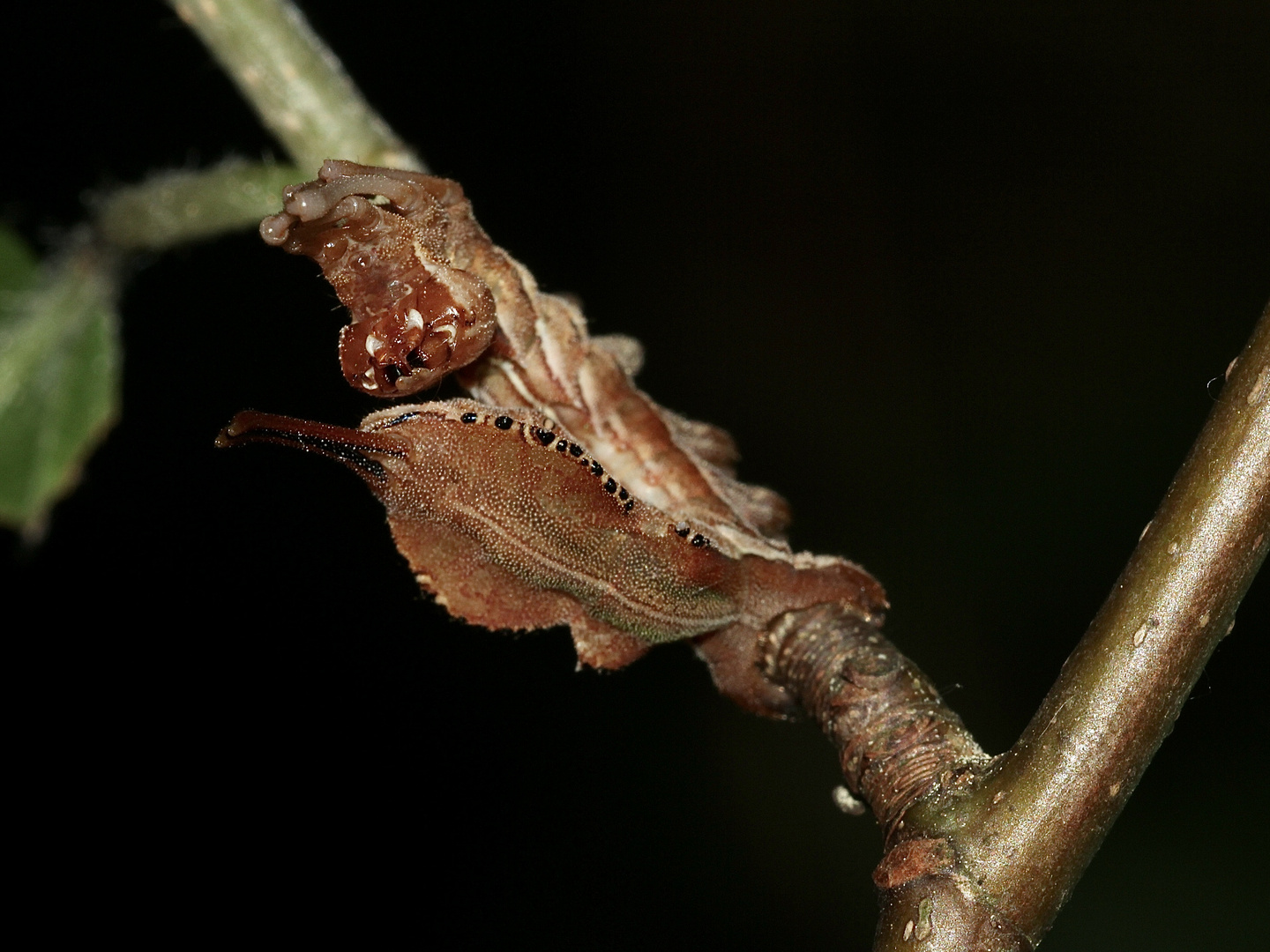 (3) Der Buchen-(Zahn-)Spinner, Raupe im 3. Larvenstadium = L3