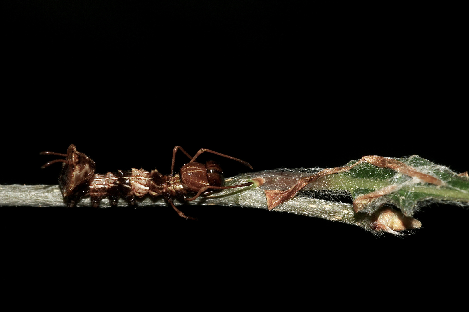(3) Der Buchen-(Zahn-)Spinner, Stauropus fagi - 2. Larvenstadium der Raupe = L2