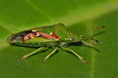 (3) Der Buntrock (Cyphostethus tristriatus) trägt seinen Namen zu recht!