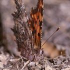 (3) Der C-Falter (Polygonia c-album) ...