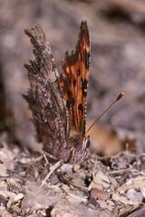 (3) Der C-Falter (Polygonia c-album) ...