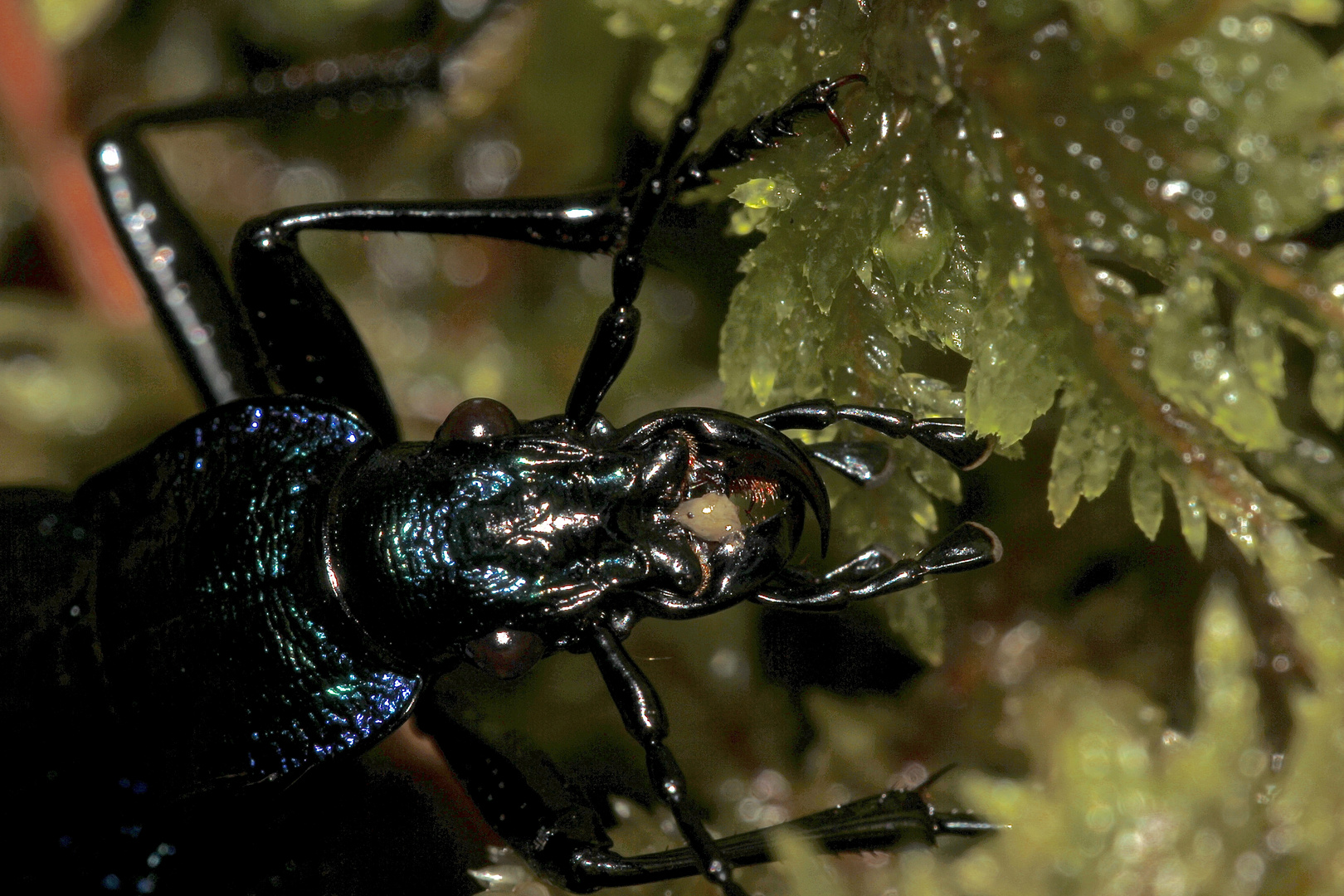 (3) Der (Dunkel-)Blaue Laufkäfer (Carabus intricatus) - mein 200. Käferfoto in der fc