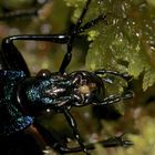 (3) Der (Dunkel-)Blaue Laufkäfer (Carabus intricatus) - mein 200. Käferfoto in der fc