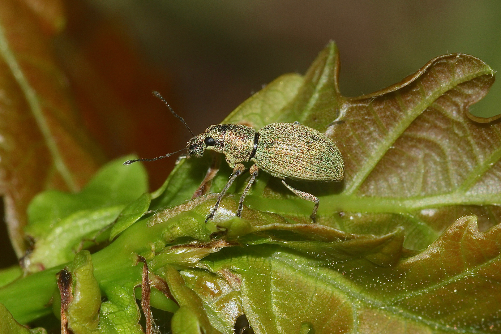 (3) Der Eiförmige Grünrüßler (Eusoma ovulum) - ...