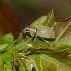 (3) Der Eiförmige Grünrüßler (Eusoma ovulum) - ...