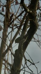 (3) Der Erlenzeisig (Carduelis spinus = Spinus spinus) am Futterplatz