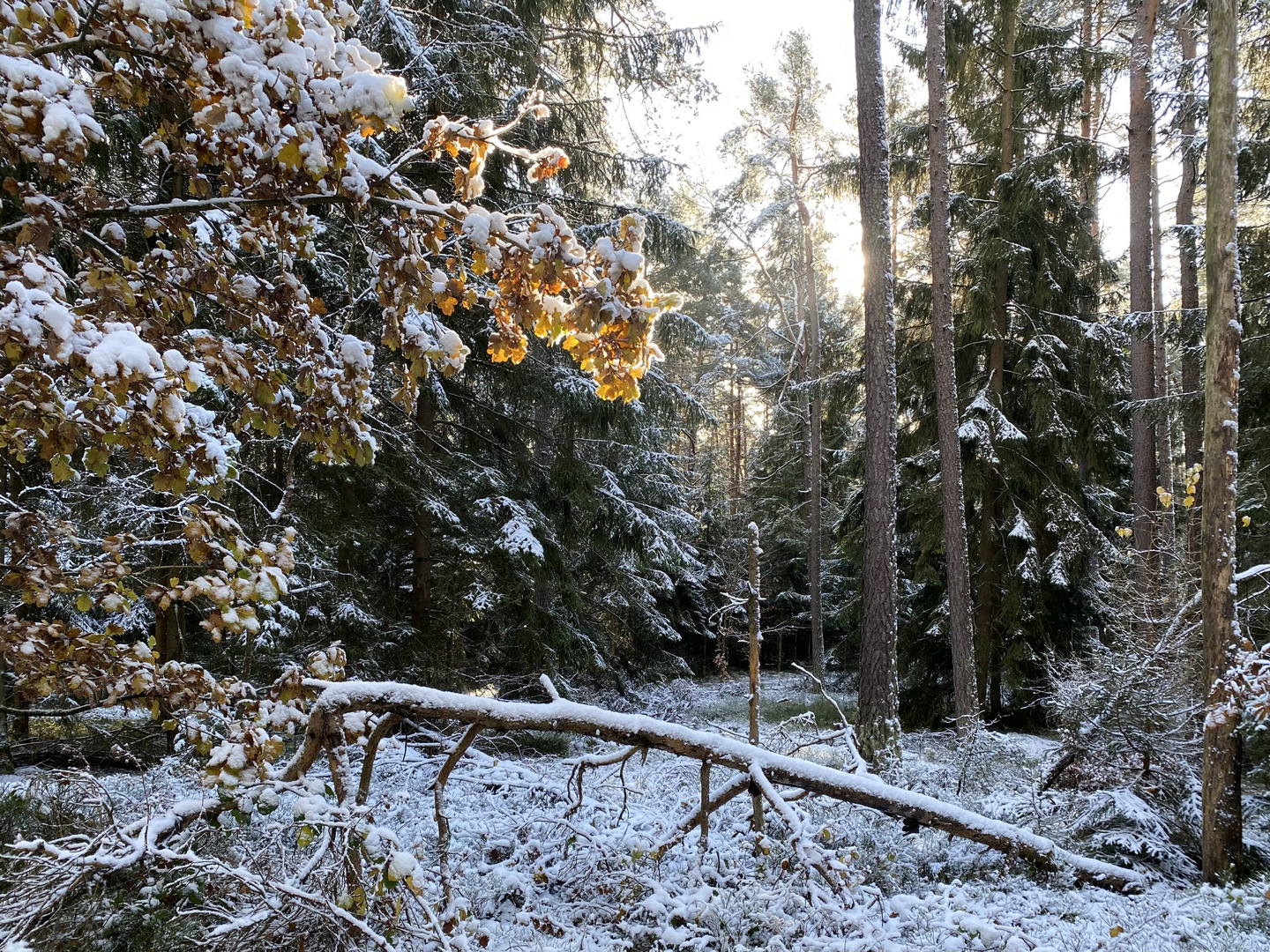 (3) Der erste richtige Schnee diesen Winter - ein wunderschöner Sonntagmorgen-Spaziergang