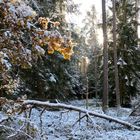 (3) Der erste richtige Schnee diesen Winter - ein wunderschöner Sonntagmorgen-Spaziergang