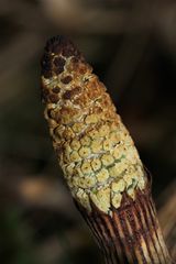 (3) Der fertile (fruchtbare) Sproß des Riesenschachtelhalms (Equisetum telmateia)