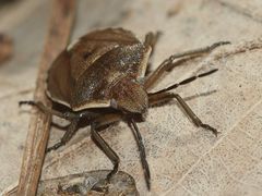 (3) Der FÖHRENGAST (CHLOROCHROA PINICOLA), ...