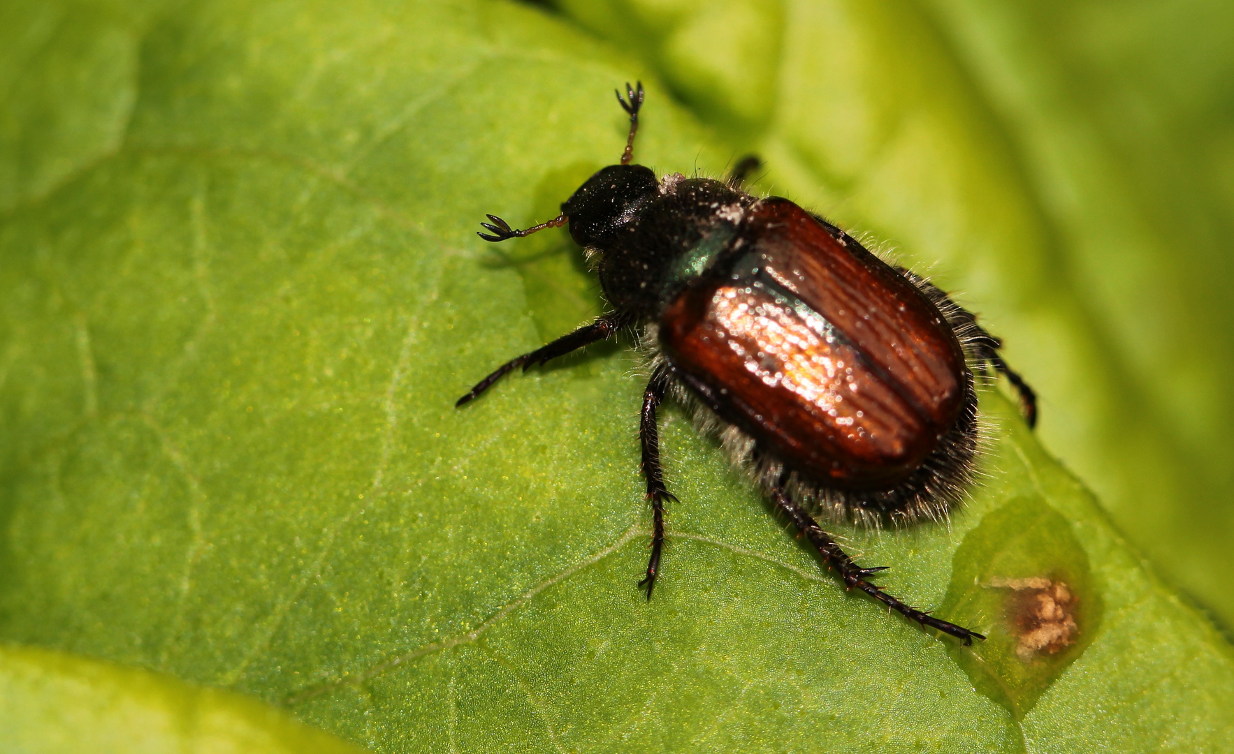 (3) der Gartenlaubkäfer (Phyllopertha horticola)...