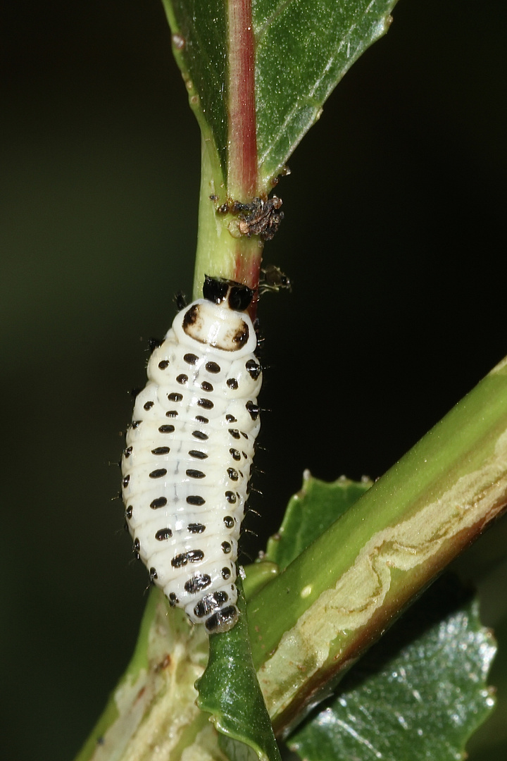 (3) Der GEFLECKTE WEIDENBLATTKÄFER (CHRYSOMELA VIGINTIPUNCTATA)