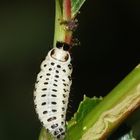 (3) Der GEFLECKTE WEIDENBLATTKÄFER (CHRYSOMELA VIGINTIPUNCTATA)