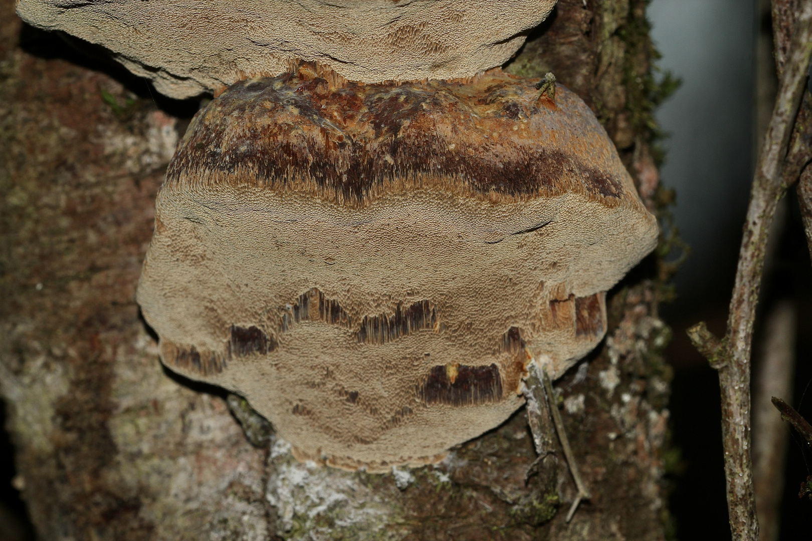 (3) Der Gemeine Feuerschwamm (Phellinus igniarius = trivialis)