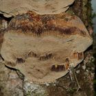 (3) Der Gemeine Feuerschwamm (Phellinus igniarius = trivialis)