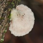 (3) Der Gemeine Spaltblättling (Schizophyllum commune) ...