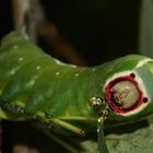 (3) Der Große Gabelschwanz (Cerura vinula), - ...