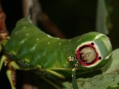 (3) Der Große Gabelschwanz (Cerura vinula), - ...