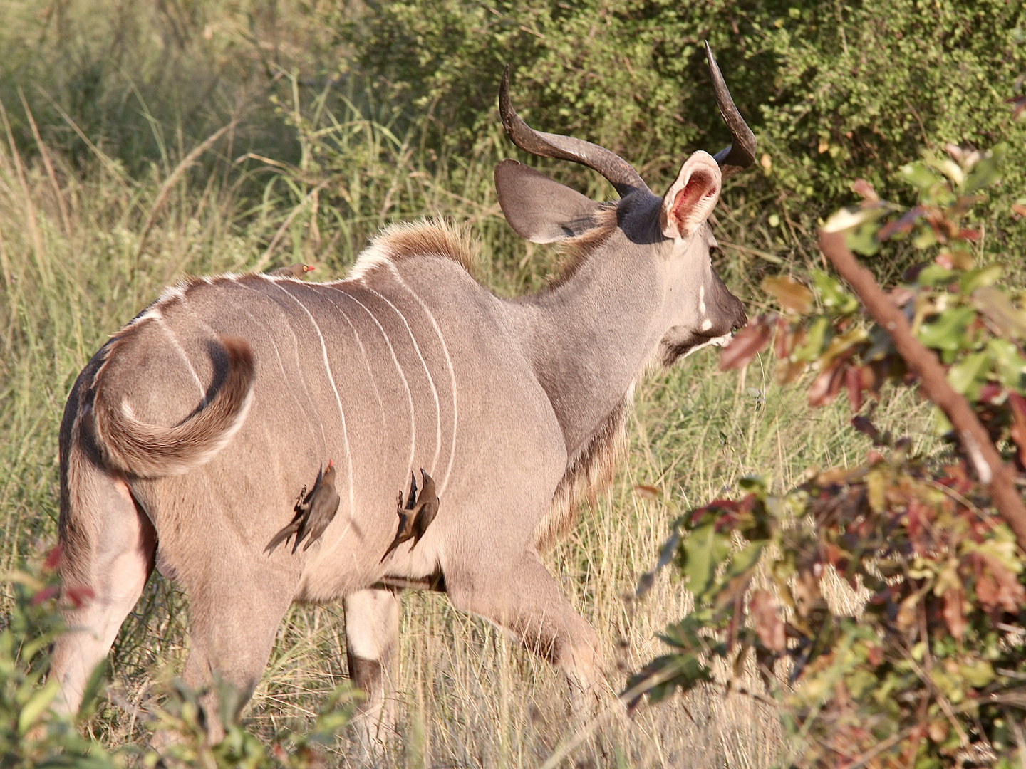 (3) Der Große Kudu (Strepsiceros strepsiceros, früher Tragelaphus strepsiceros strepsiceros) ...