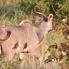 (3) Der Große Kudu (Strepsiceros strepsiceros, früher Tragelaphus strepsiceros strepsiceros) ...