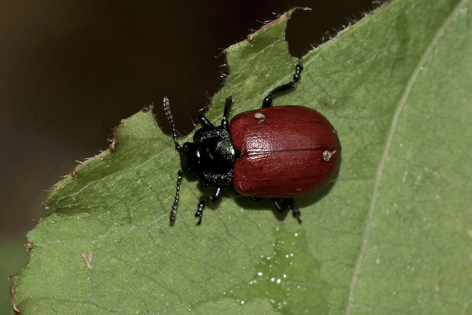 (3) DER GROSSE PAPPELBLATTKÄFER (CHRYSOMELA POPULI)