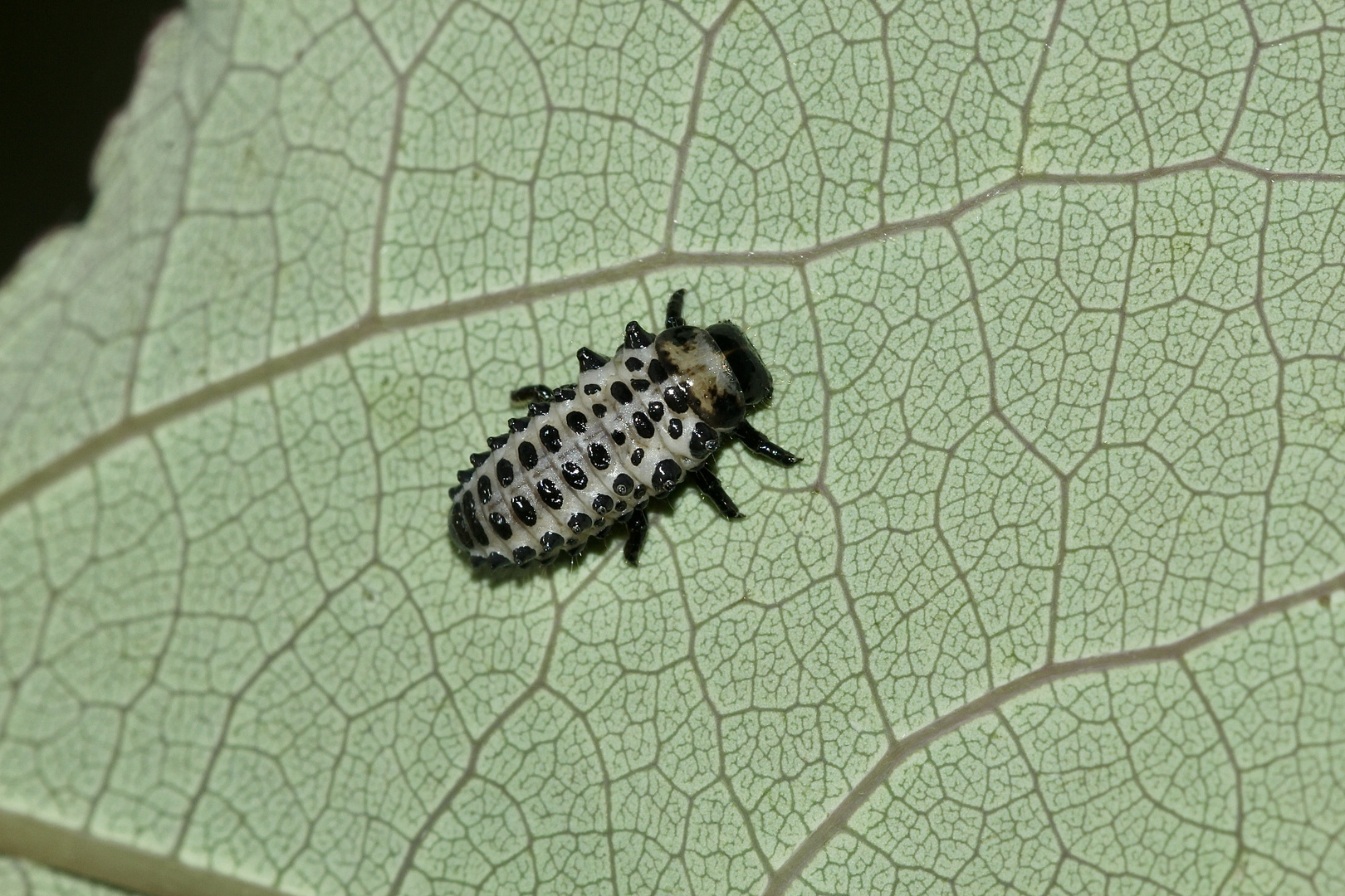 (3) Der Große Pappelblattkäfer (Chrysomela populi) ...