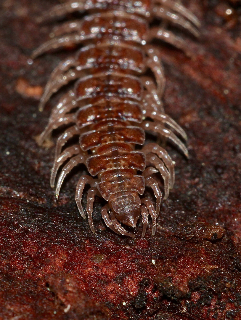 (3) Der Große Westliche oder Rotbraune Bandfüßer (Polydesmus angustus) ...