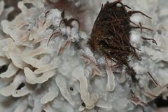 (3) Der Große Zystiden(kamm)pilz - Phlebiopsis gigantea