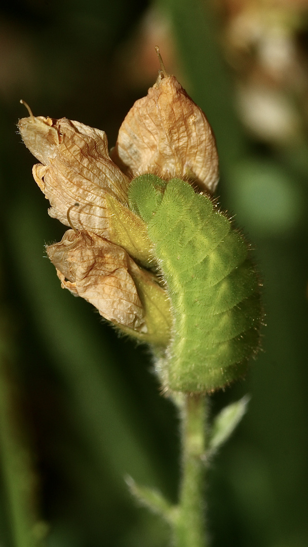 (3) Der Grüne = Brombeer-Zipfelfalter (Callophrys rubi)