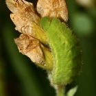 (3) Der Grüne = Brombeer-Zipfelfalter (Callophrys rubi)