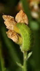 (3) Der Grüne = Brombeer-Zipfelfalter (Callophrys rubi)