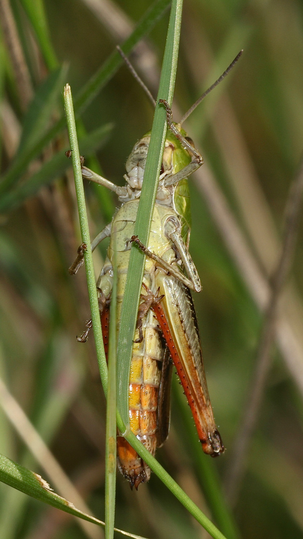 (3) Der HEIDE-GRASHÜPFER (STENOBOTHRUS LINEATUS) ist (noch) häufig.