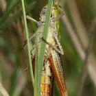 (3) Der HEIDE-GRASHÜPFER (STENOBOTHRUS LINEATUS) ist (noch) häufig.