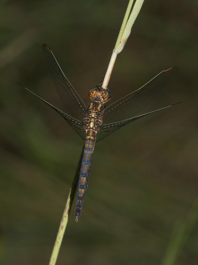 (3) Der Kleine Blaupfeil (Orthetrum coerulescens) - Fortsetzung von 2021