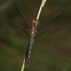 (3) Der Kleine Blaupfeil (Orthetrum coerulescens) - Fortsetzung von 2021