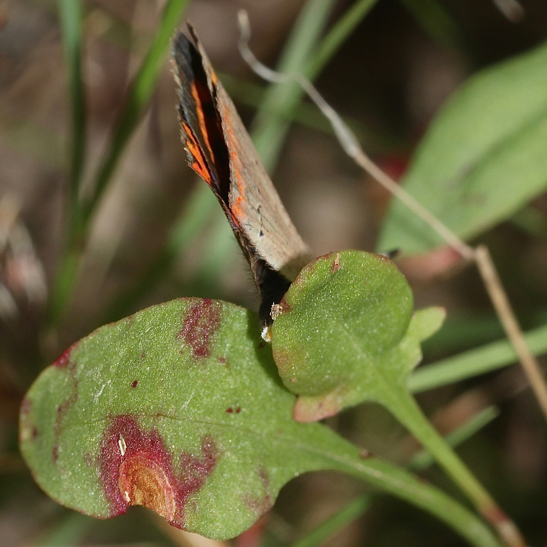 (3) Der Kleine Feuerfalter (Lycaena phlaeas) und seine Eiablage