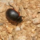 (3) Der Kleine Leinkraut-Blattkäfer (Chrysolina sanguinolenta) ...