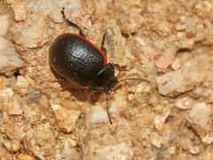 (3) Der Kleine Leinkraut-Blattkäfer (Chrysolina sanguinolenta) ...