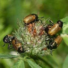 (3) Der Langarm-Ameisenblattkäfer (Labidostomis longimana) ...