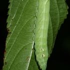 (3) Der MITTLERE WEINSCHWÄRMER (DEILEPHILA ELPENOR) ...