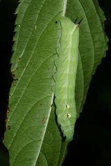 (3) Der MITTLERE WEINSCHWÄRMER (DEILEPHILA ELPENOR) ...