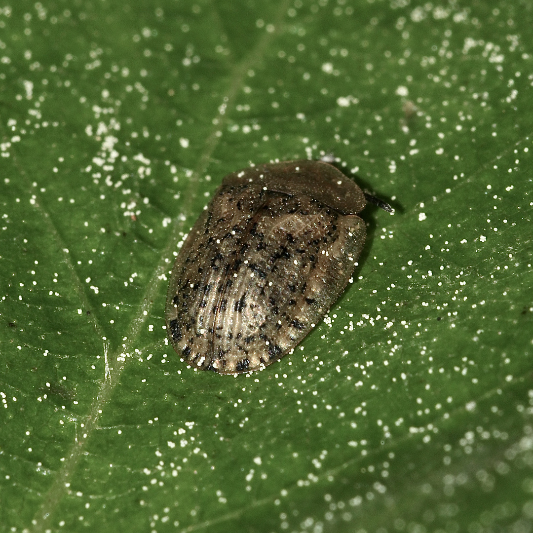 (3) Der Neblige oder Nebel-Schildkäfer (Cassida nebulosa) ...