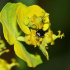 (3) Der nur knapp 2 mm große Gelbfühler-Samenkäfer