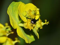 (3) Der nur knapp 2 mm große Gelbfühler-Samenkäfer