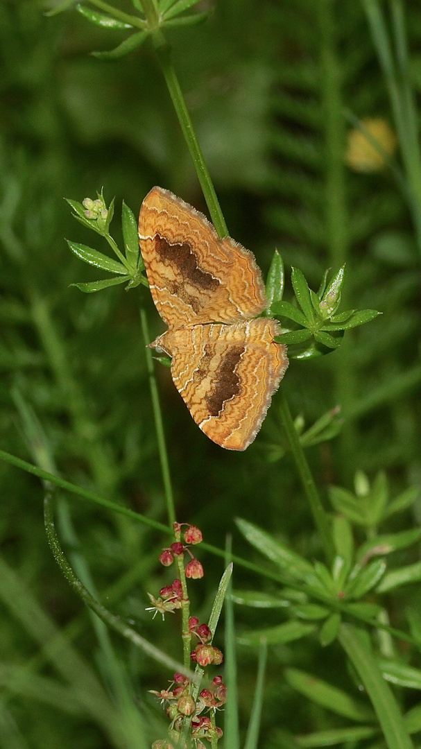 (3) Der Ockergelbe Blattspanner (Camptogramma bilineata) ...