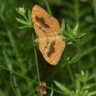 (3) Der Ockergelbe Blattspanner (Camptogramma bilineata) ...