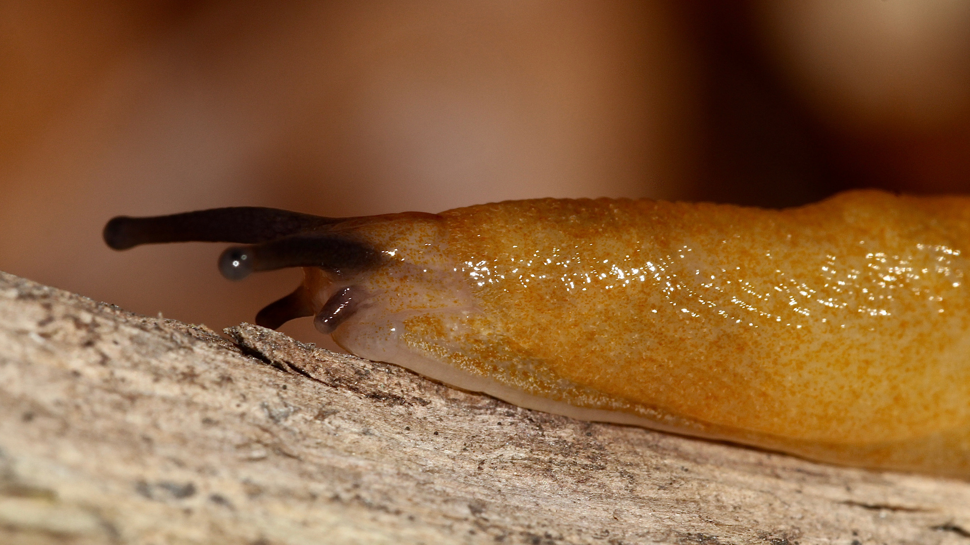 (3) Der Pilzschnegel (Malacolimax tgenellus)