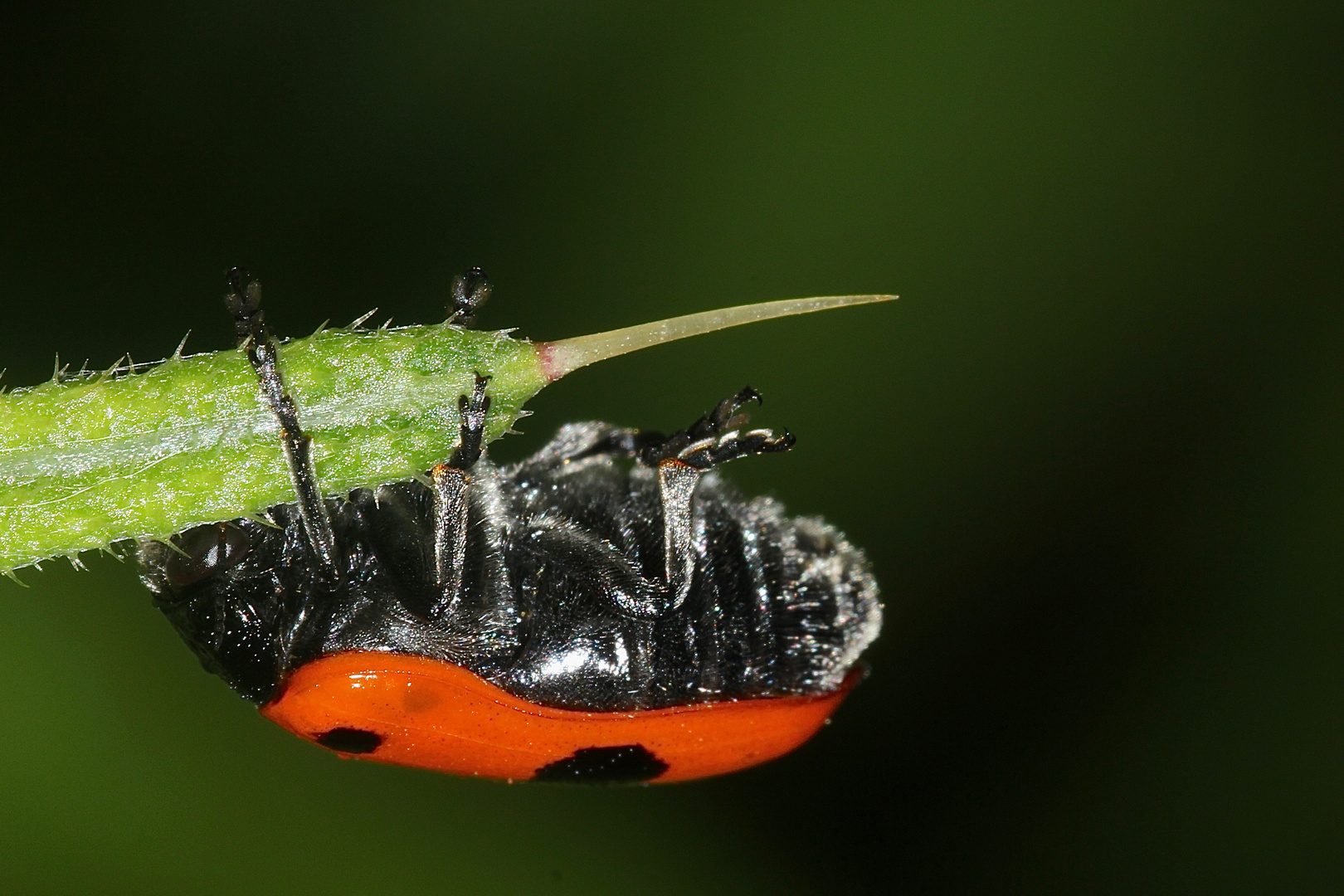 (3) Der Rote Ameisen-Blattkäfer oder Ameisen-Sackkäfer (Clytra laeviuscula)