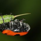 (3) Der Rote Ameisen-Blattkäfer oder Ameisen-Sackkäfer (Clytra laeviuscula)